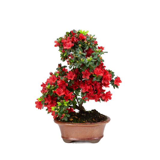 Rhododendron indicum (Satsuki-Azalee), Höhe ~40cm