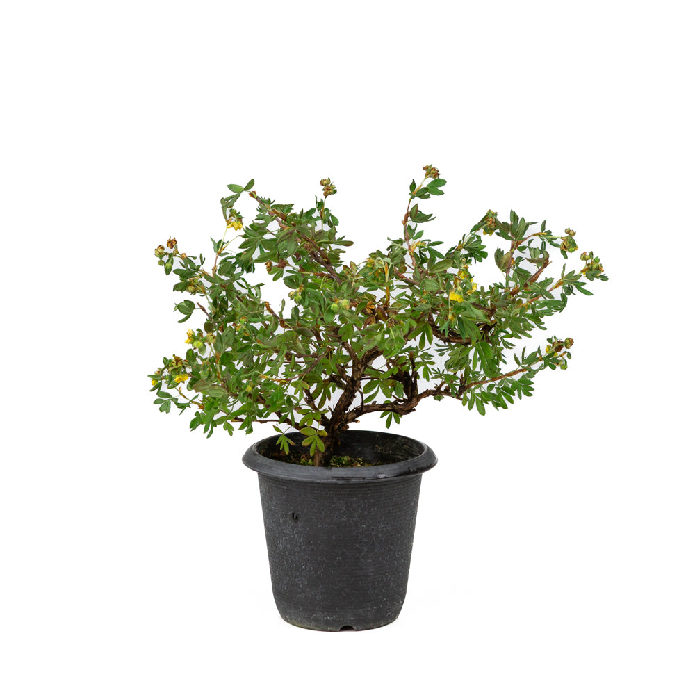 Potentilla fruticosa Kunststoffschale 12cm, Höhe ~26cm