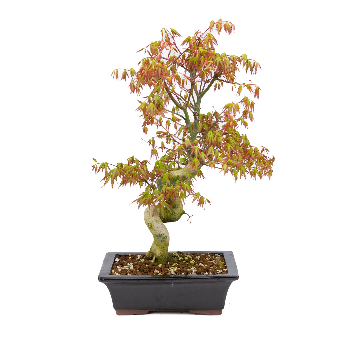 Acer palmatum (Japanischer Ahorn), Höhe ~47cm