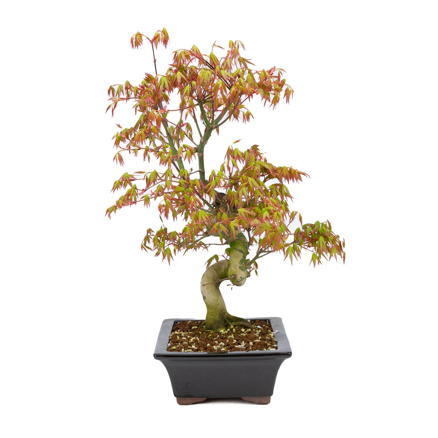 Acer palmatum (Japanischer Ahorn), Höhe ~47cm