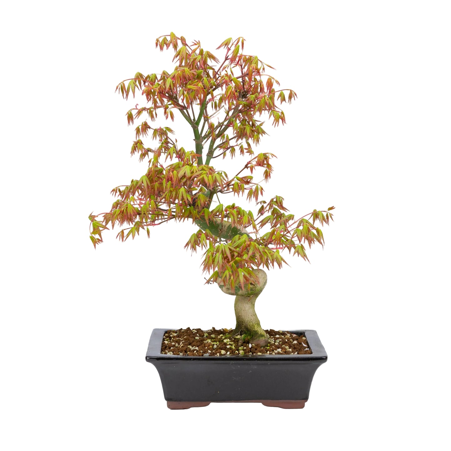 Acer palmatum (Japanischer Ahorn), Höhe ~47cm