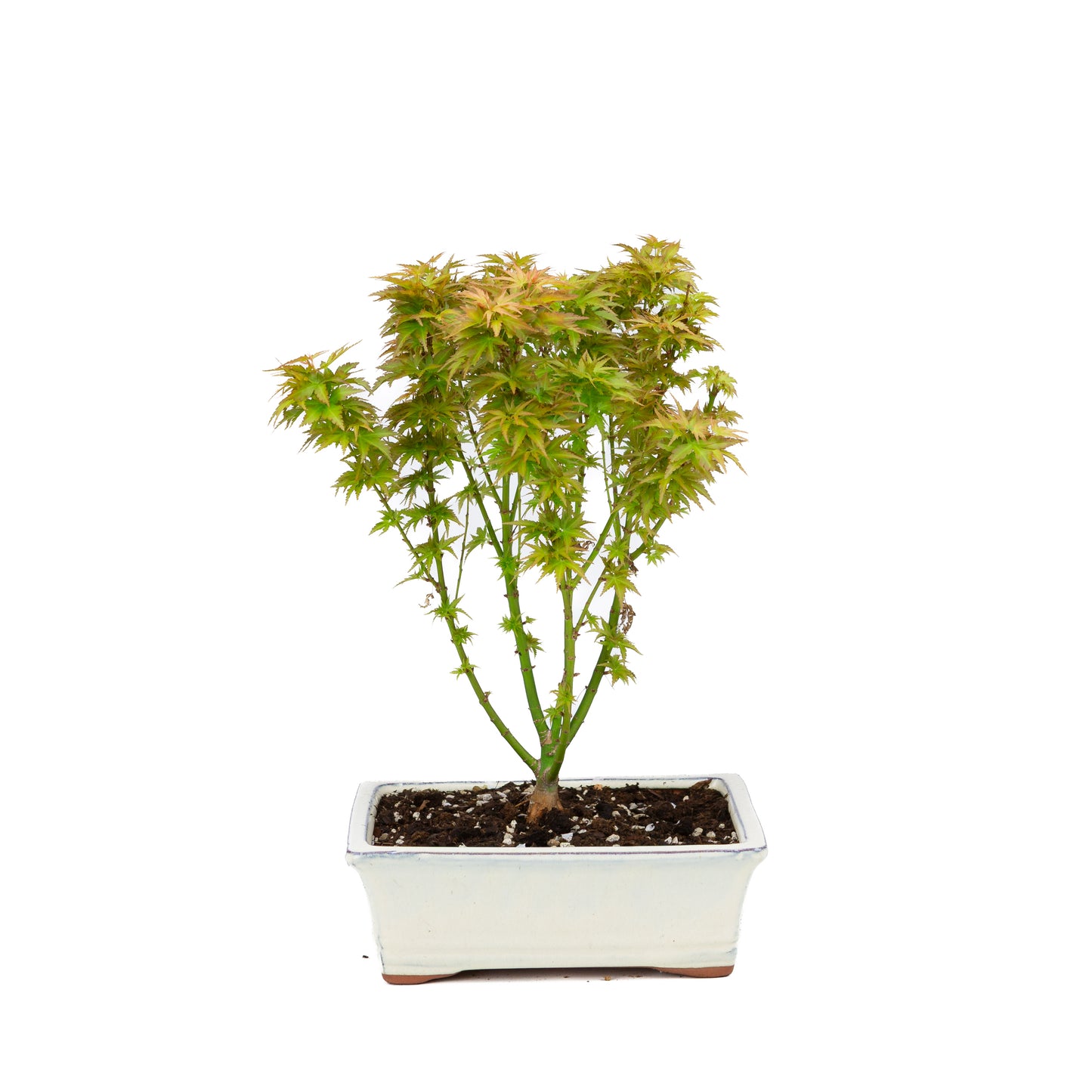 Acer palmatum 'Kotohime' (Japanischer Ahorn), Höhe ~38cm