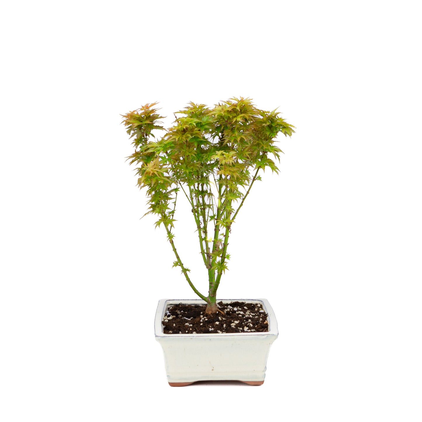 Acer palmatum 'Kotohime' (Japanischer Ahorn), Höhe ~38cm