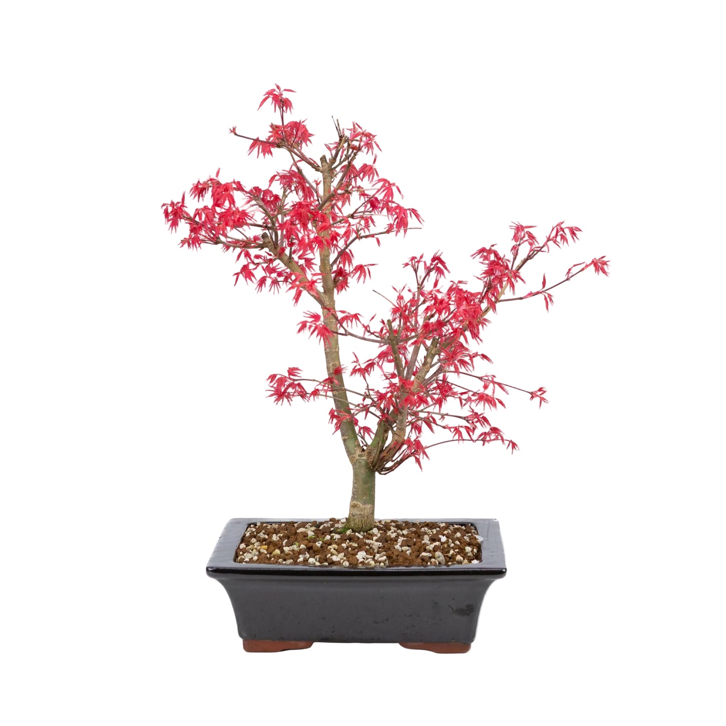 Acer palmatum 'Deshojo' (Japanischer Ahorn), Höhe ~42cm