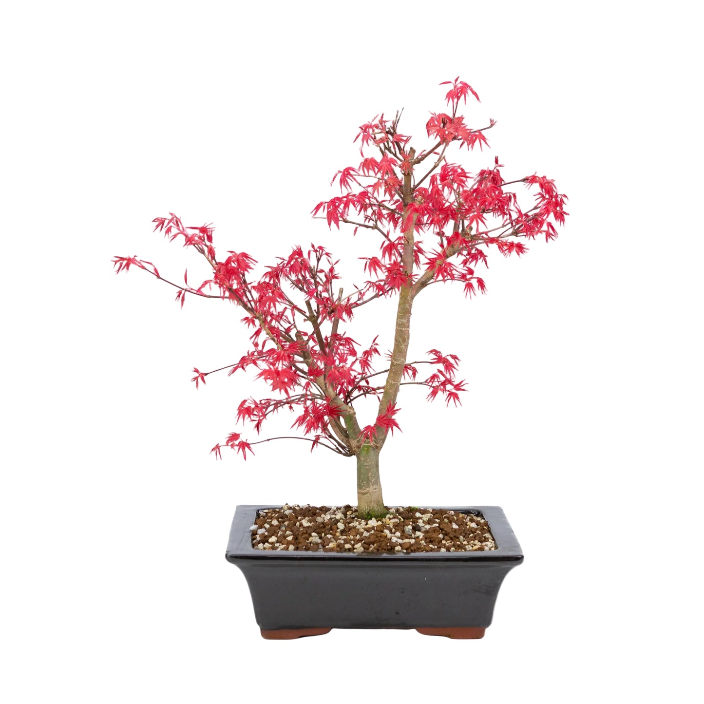 Acer palmatum 'Deshojo' (Japanischer Ahorn), Höhe ~42cm