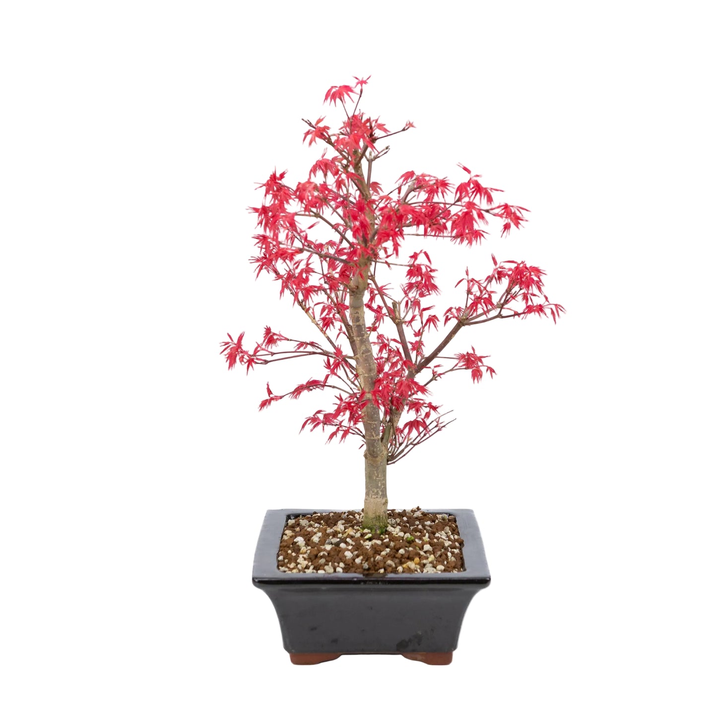 Acer palmatum 'Deshojo' (Japanischer Ahorn), Höhe ~42cm
