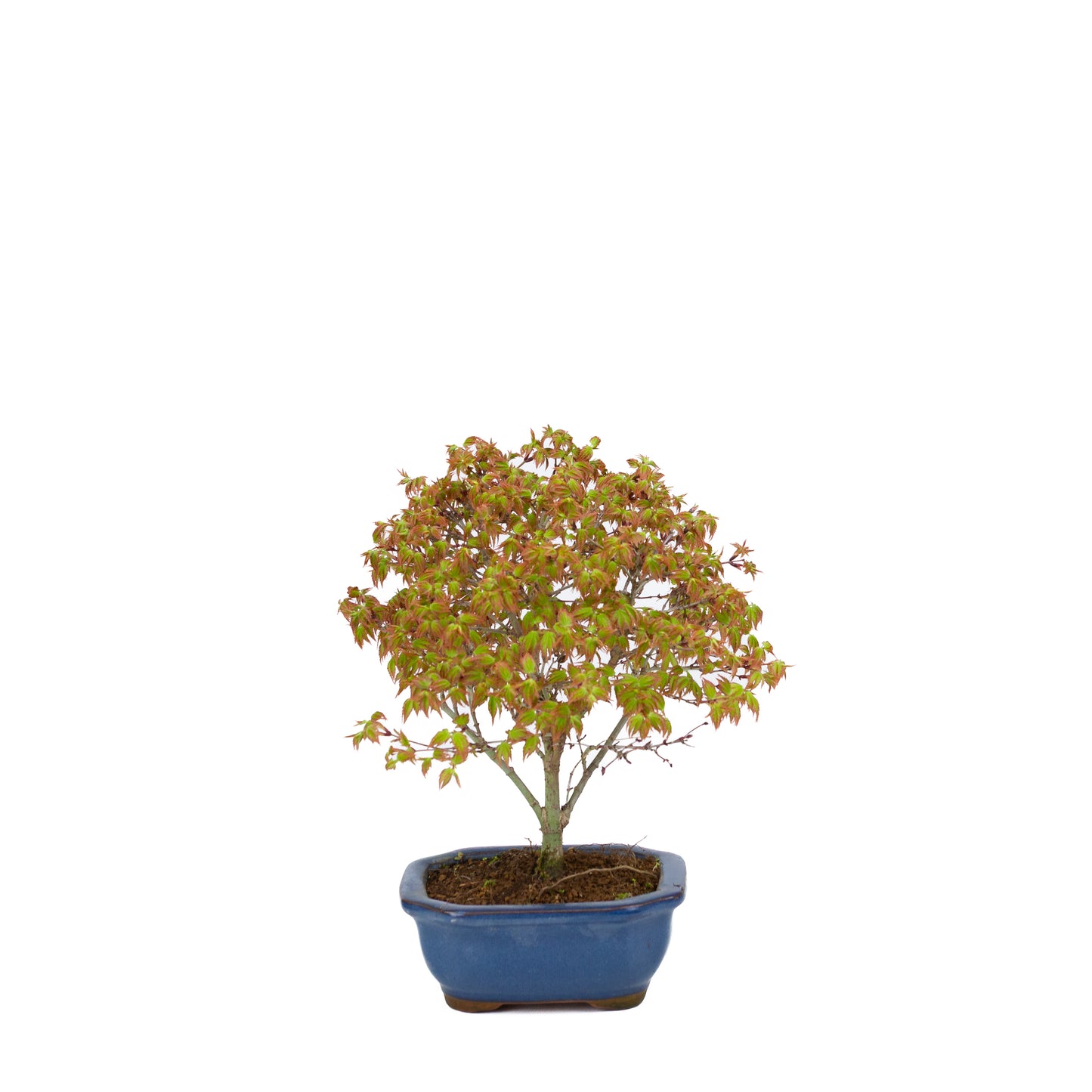Acer palmatum 'Kiyohime' (Japanischer Ahorn), Höhe ~28cm
