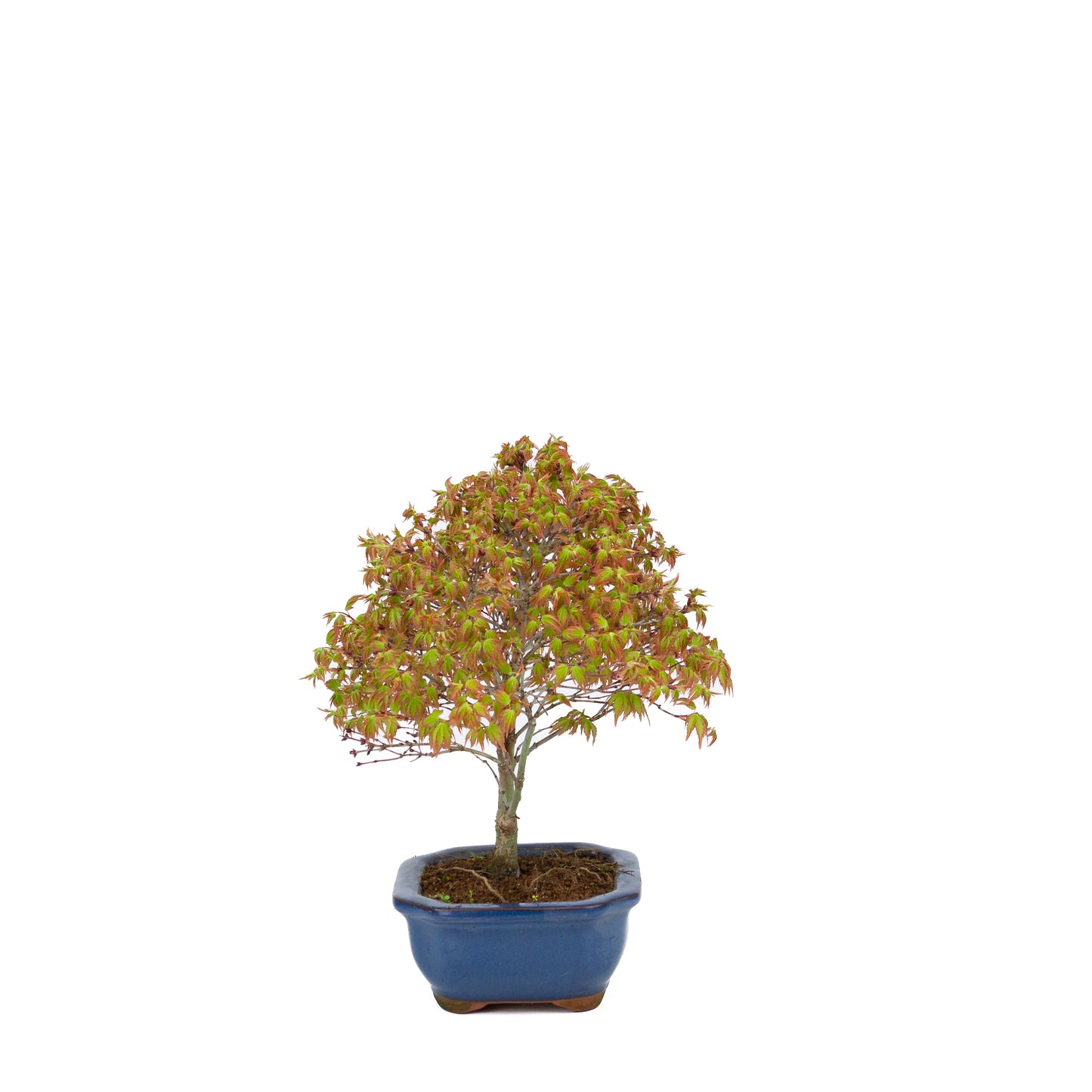 Acer palmatum 'Kiyohime' (Japanischer Ahorn), Höhe ~28cm
