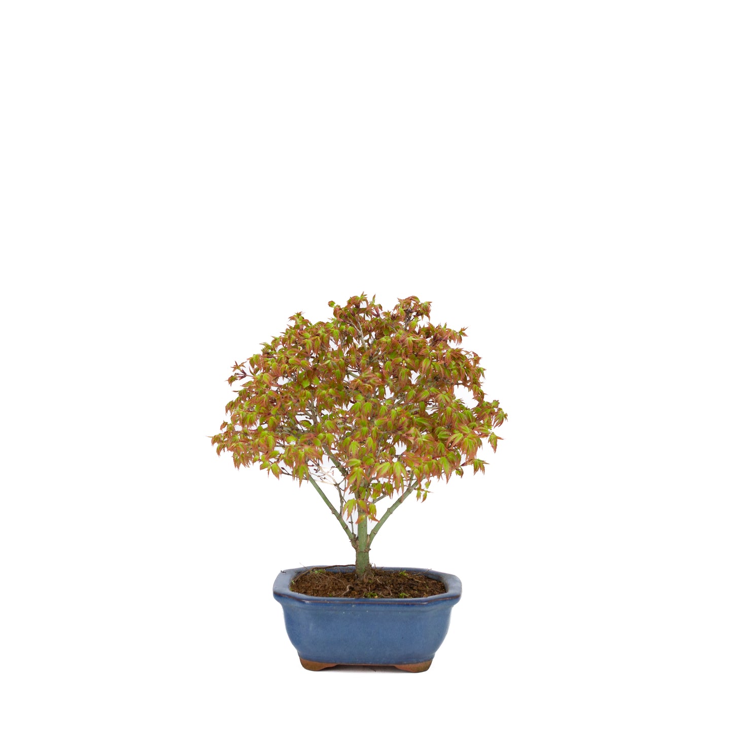 Acer palmatum 'Kiyohime' (Japanischer Ahorn), Höhe ~28cm