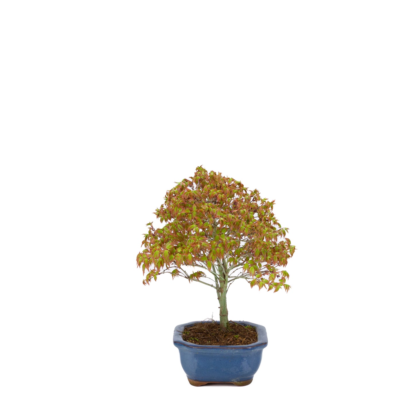 Acer palmatum 'Kiyohime' (Japanischer Ahorn), Höhe ~28cm