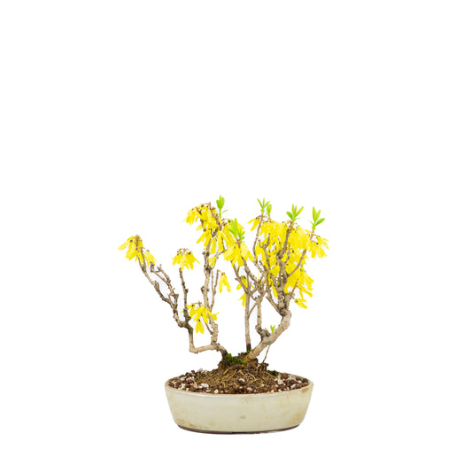 Forsythie (Chinesische Glockenblume), Höhe ~26cm