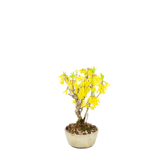 Forsythie (Chinesische Glockenblume), Höhe ~26cm