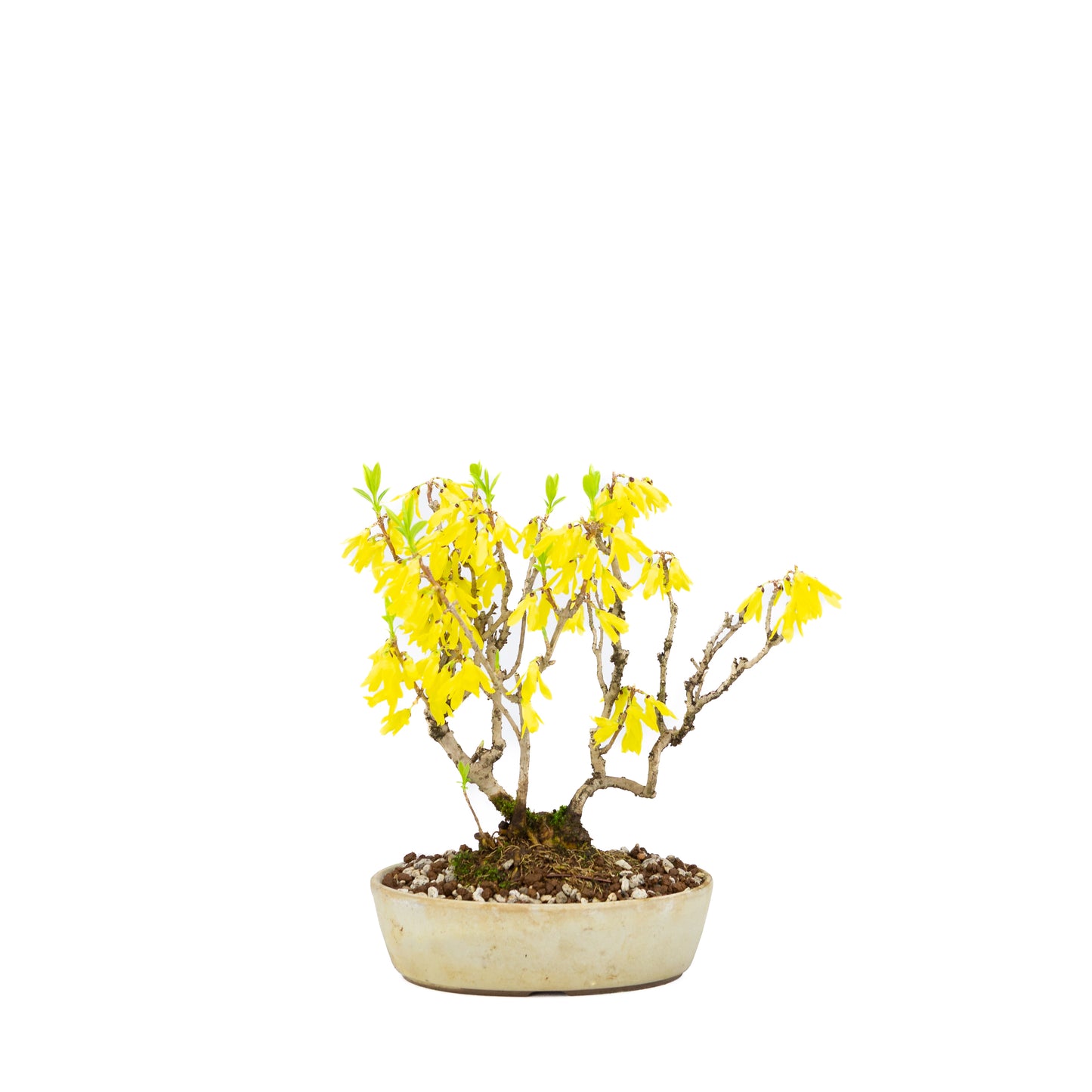Forsythie (Chinesische Glockenblume), Höhe ~26cm