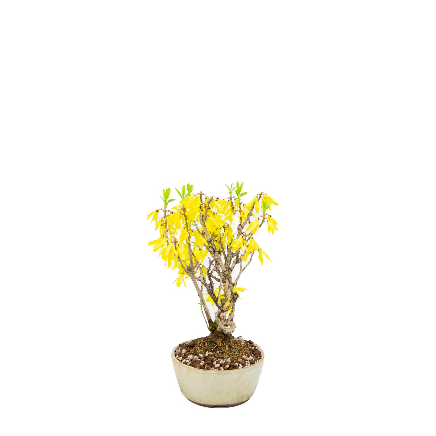Forsythie (Chinesische Glockenblume), Höhe ~26cm