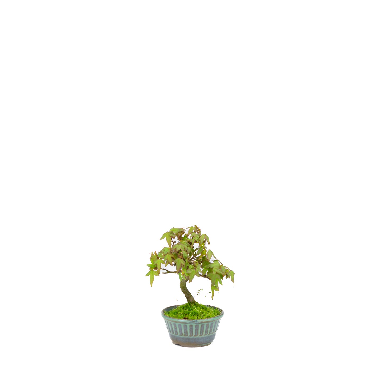 Acer buergerianum (Dreispitz-Ahorn), Höhe ~17cm