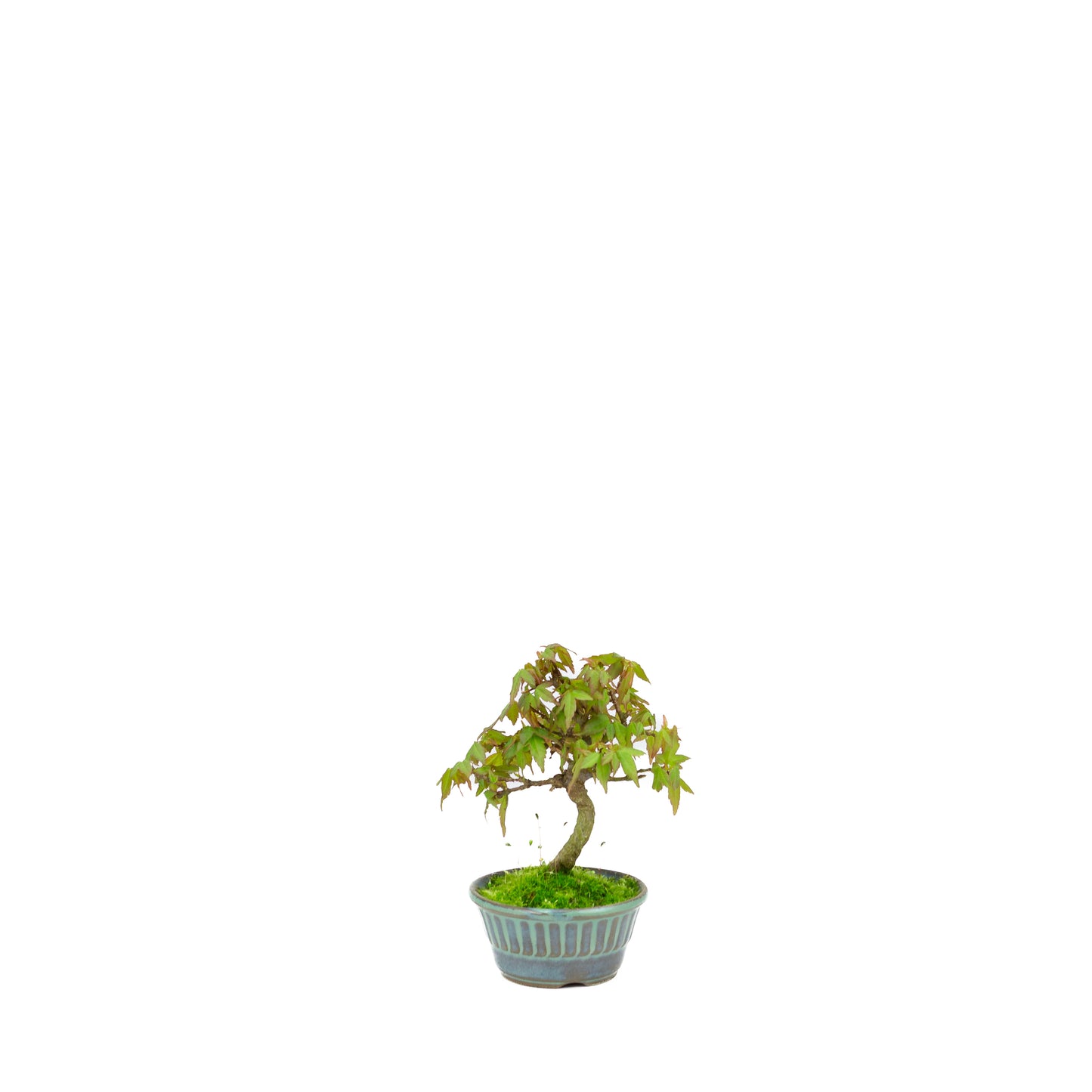 Acer buergerianum (Dreispitz-Ahorn), Höhe ~17cm