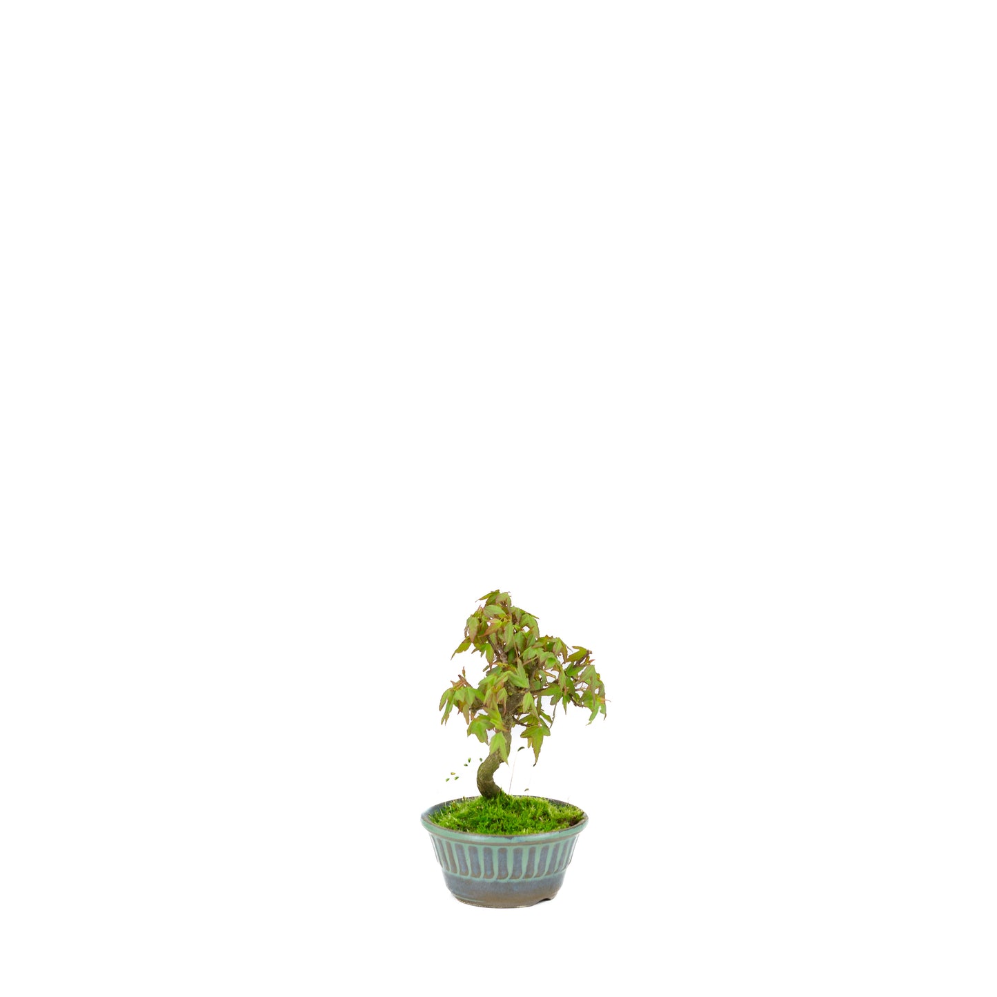 Acer buergerianum (Dreispitz-Ahorn), Höhe ~17cm