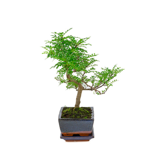 Zanthoxylum piperitium Bonsai in einer blauen Schale 20cm, Höhe ~33cm