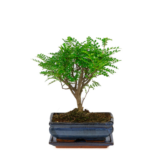 Zanthoxylum piperitium Bonsai im blauen Schale 20cm, Höhe ~32cm