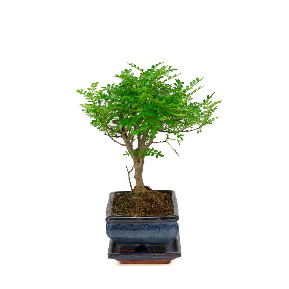 Zanthoxylum piperitium Bonsai in einer blauen Schale 20cm, Höhe ~32cm