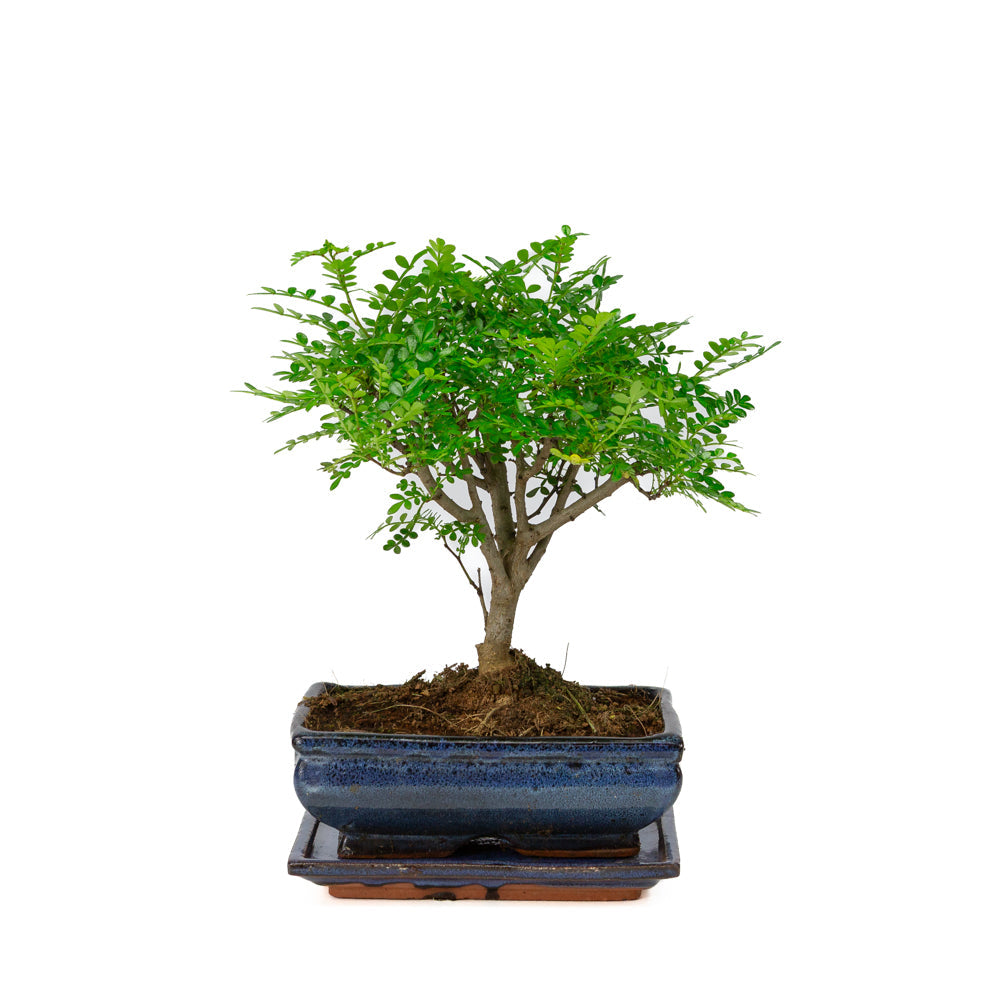 Zanthoxylum piperitium Bonsai in einer blauen Schale 20cm, Höhe ~32cm