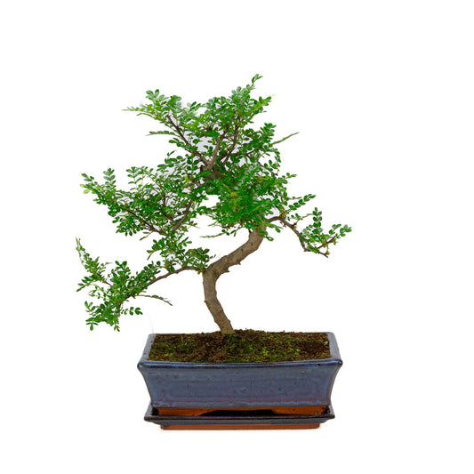 Zanthoxylum piperitium Bonsai im blauen Schale 25cm, Höhe ~48cm