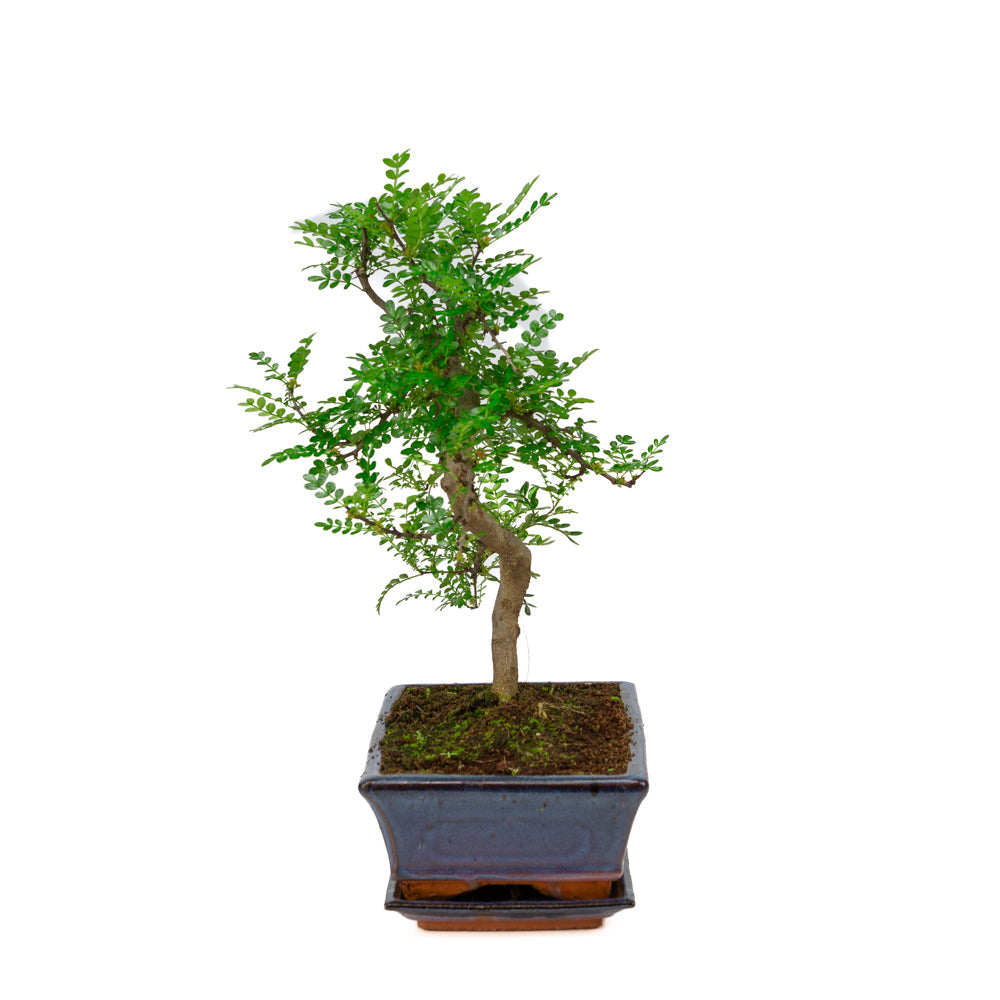 Zanthoxylum piperitium Bonsai in einer blauen Schale 25cm, Höhe ~48cm
