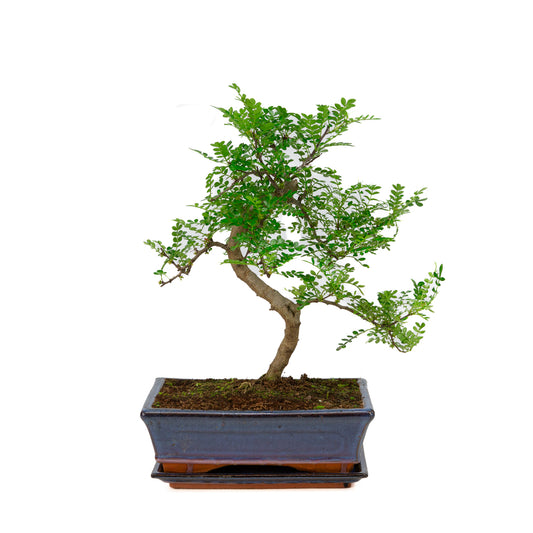 Zanthoxylum piperitium Bonsai im blauen Schale 25cm, Höhe ~48cm