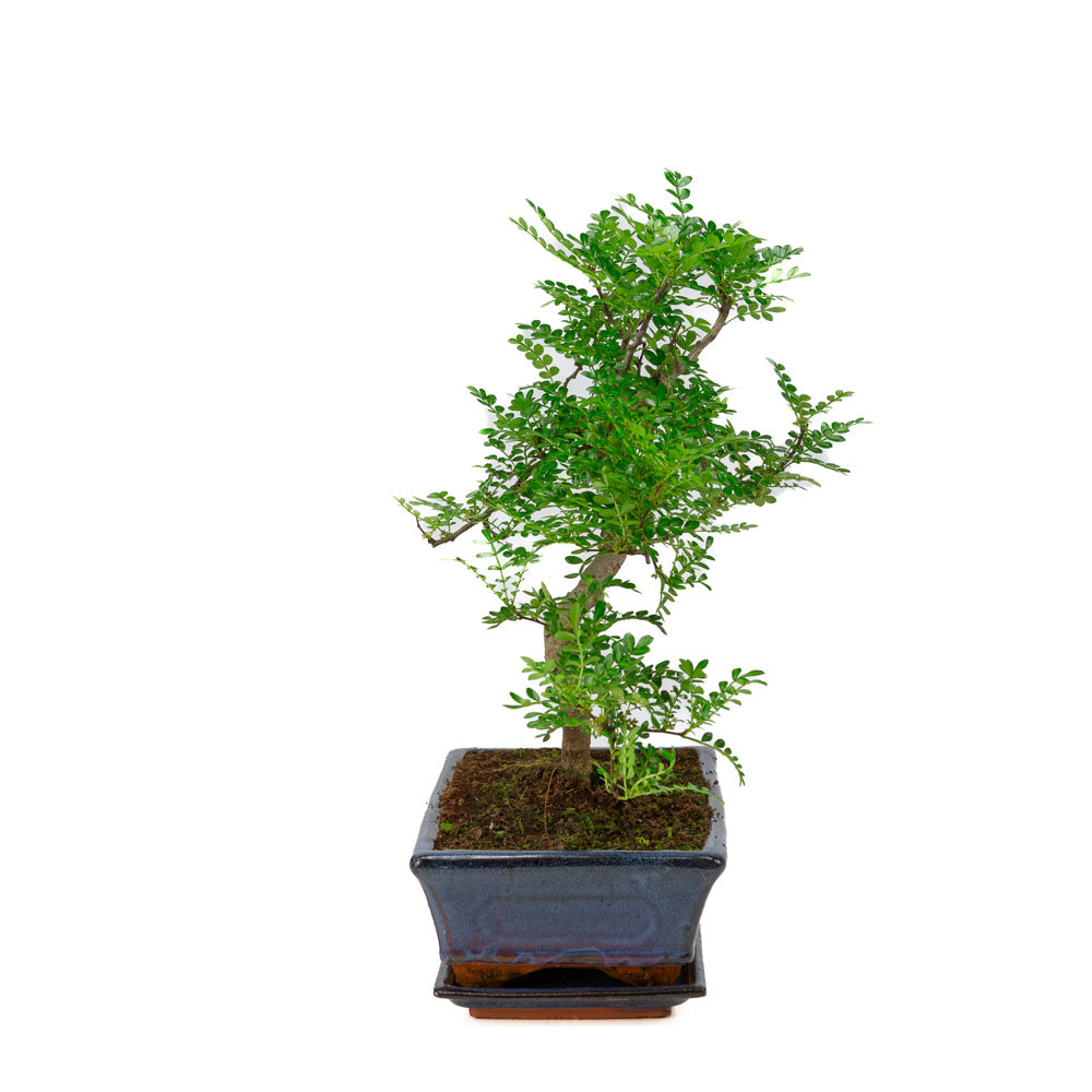 Zanthoxylum piperitium Bonsai in einer blauen Schale 25cm, Höhe ~48cm