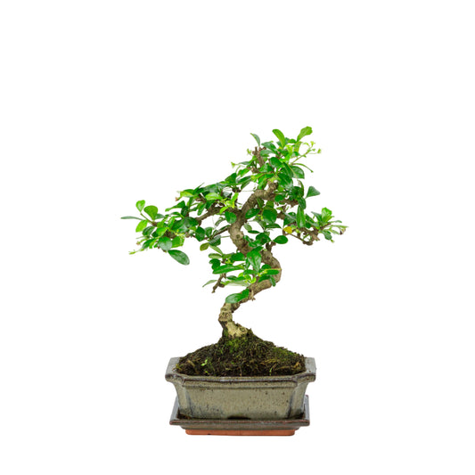 Carmona Bonsai im grünen Schale 15cm, Höhe ~30cm