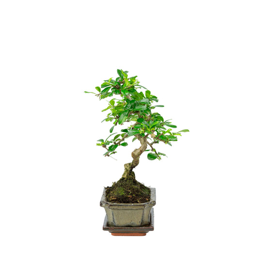 Carmona Bonsai im grünen Schale 15cm, Höhe ~30cm