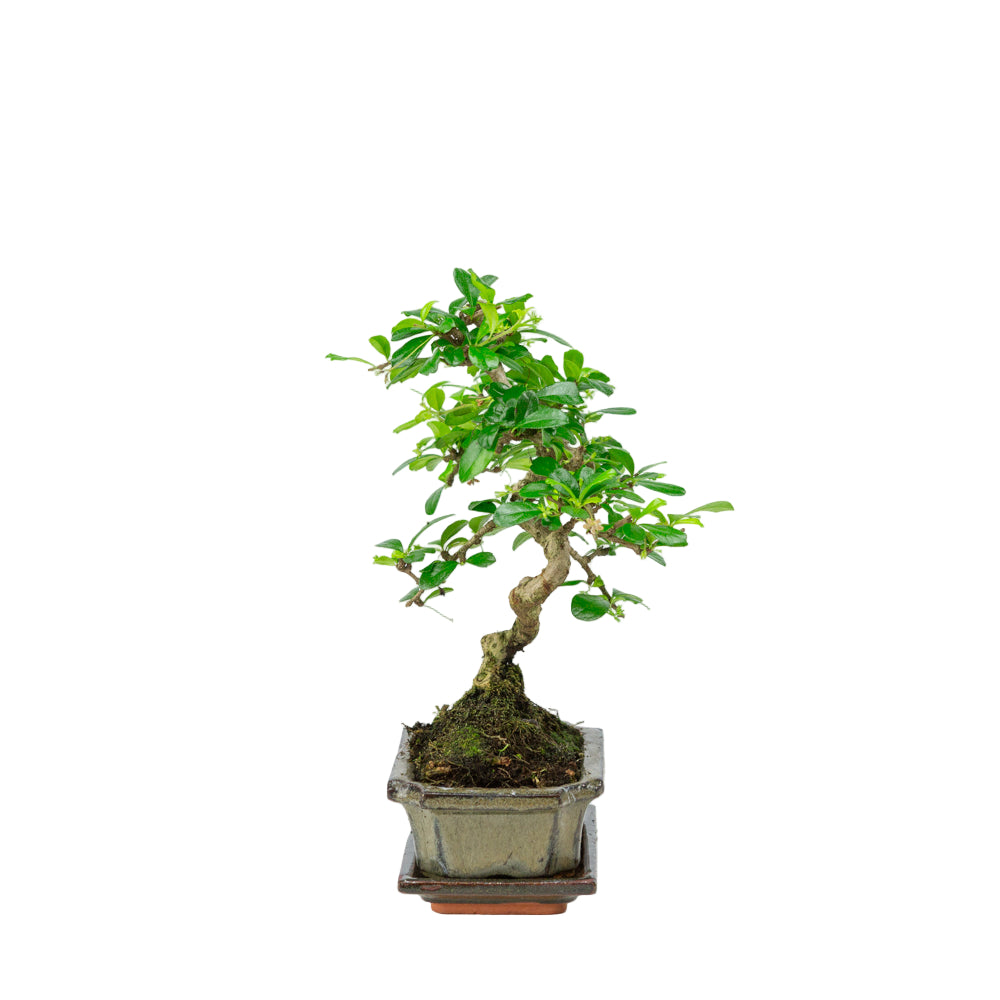 Carmona Bonsai in einer grünen Schale 15cm, Höhe ~30cm
