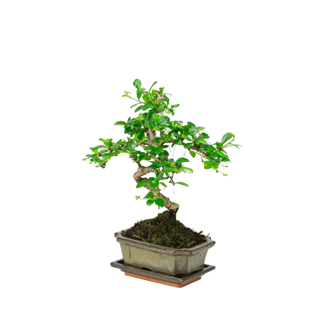 Carmona Bonsai in einer grünen Schale 15cm, Höhe ~30cm