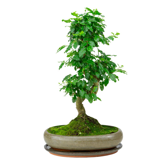 Ligustrum sinensis Bonsai im grünen Schale 29cm, Höhe ~45cm
