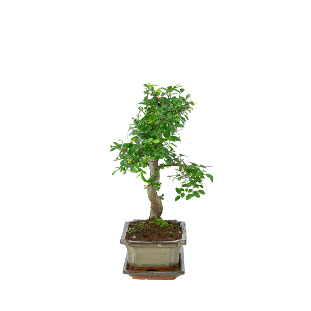 Zelkova Bonsai in einer grünen Schale 20cm, Höhe ~35cm