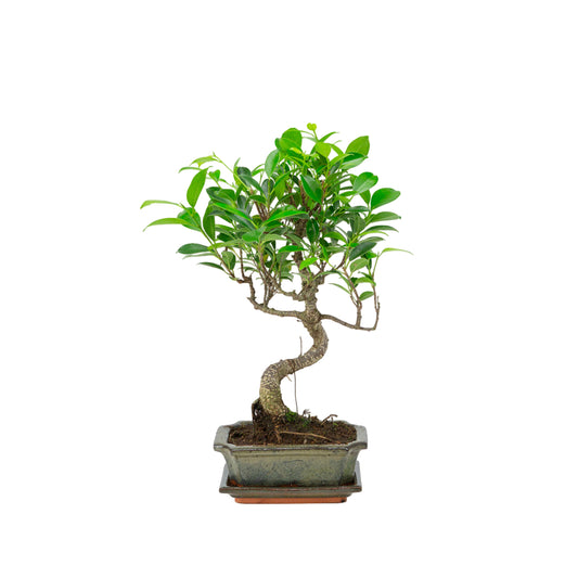Ficus retusa Bonsai im grünen Schale 15cm, Höhe ~30cm