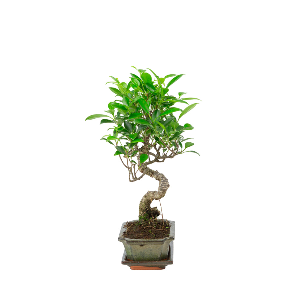 Ficus retusa Bonsai in einer grünen Schale 15cm, Höhe ~30cm