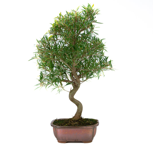 Ficus nerifolia (Weidenblättrige Feige), Höhe ~67cm