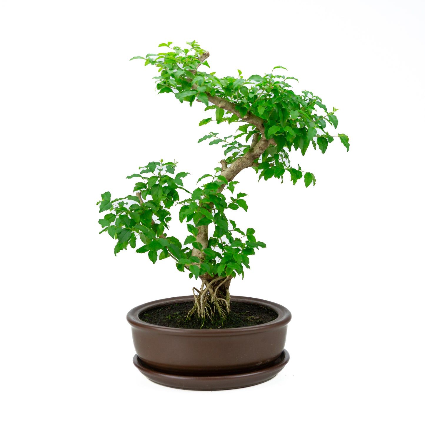 Ligustrum ovalifolium Bonsai in einer grünen Schale, 16 cm Durchmesser, Höhe ca. 32 cm