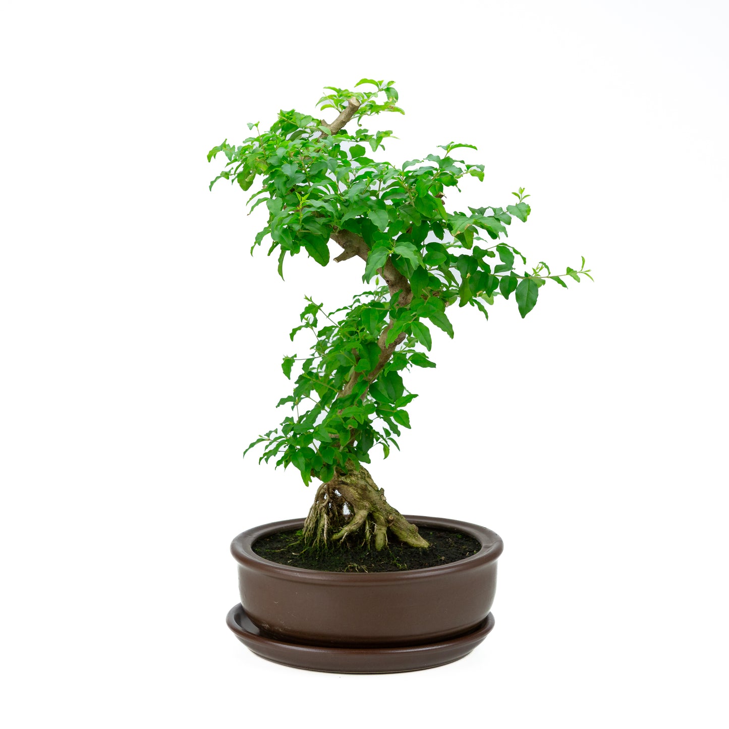 Ligustrum ovalifolium Bonsai in einer grünen Schale, 16 cm Durchmesser, Höhe ca. 32 cm