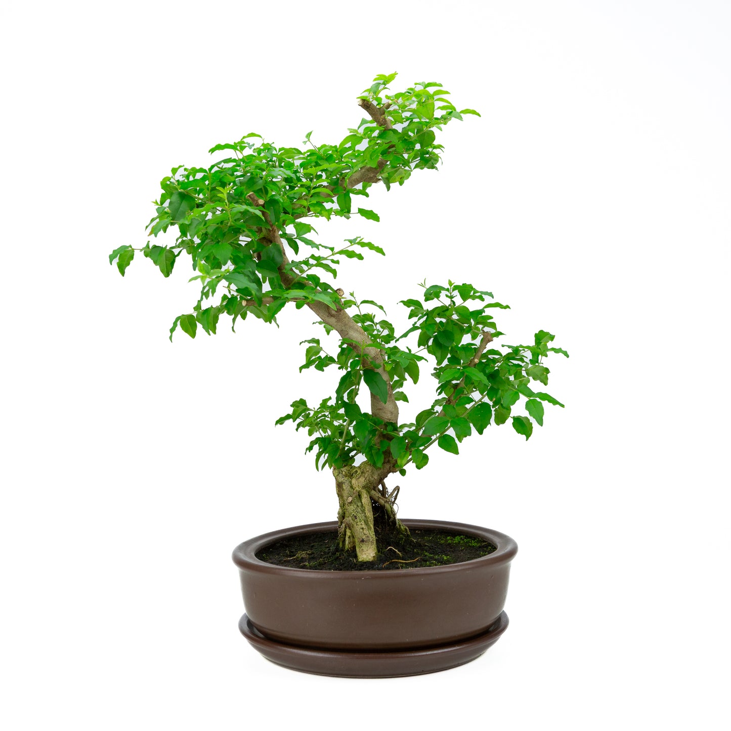 Ligustrum ovalifolium Bonsai in einer grünen Schale, 16 cm Durchmesser, Höhe ca. 32 cm