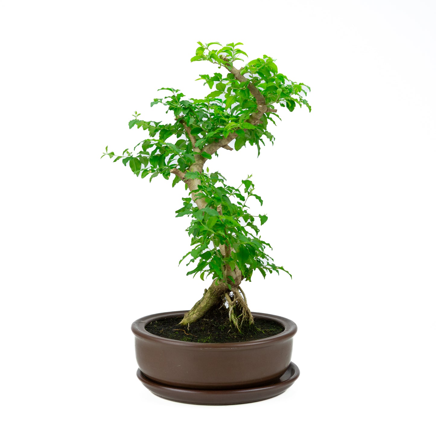 Ligustrum ovalifolium Bonsai in einer grünen Schale, 16 cm Durchmesser, Höhe ca. 32 cm
