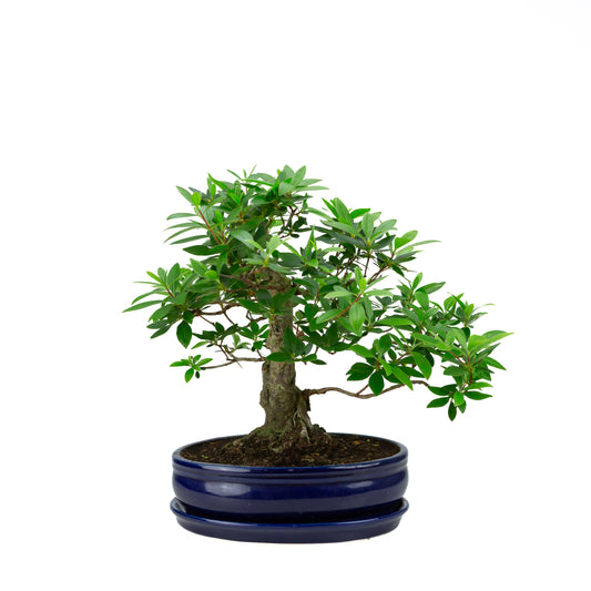 Buxus harlandii Bonsai in einer grünen Schale, 26 cm Durchmesser, Höhe ca. 46 cm