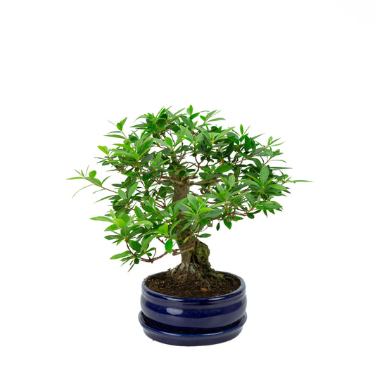 Buxus harlandii Bonsai in einer grünen Schale, 26 cm Durchmesser, Höhe ca. 46 cm