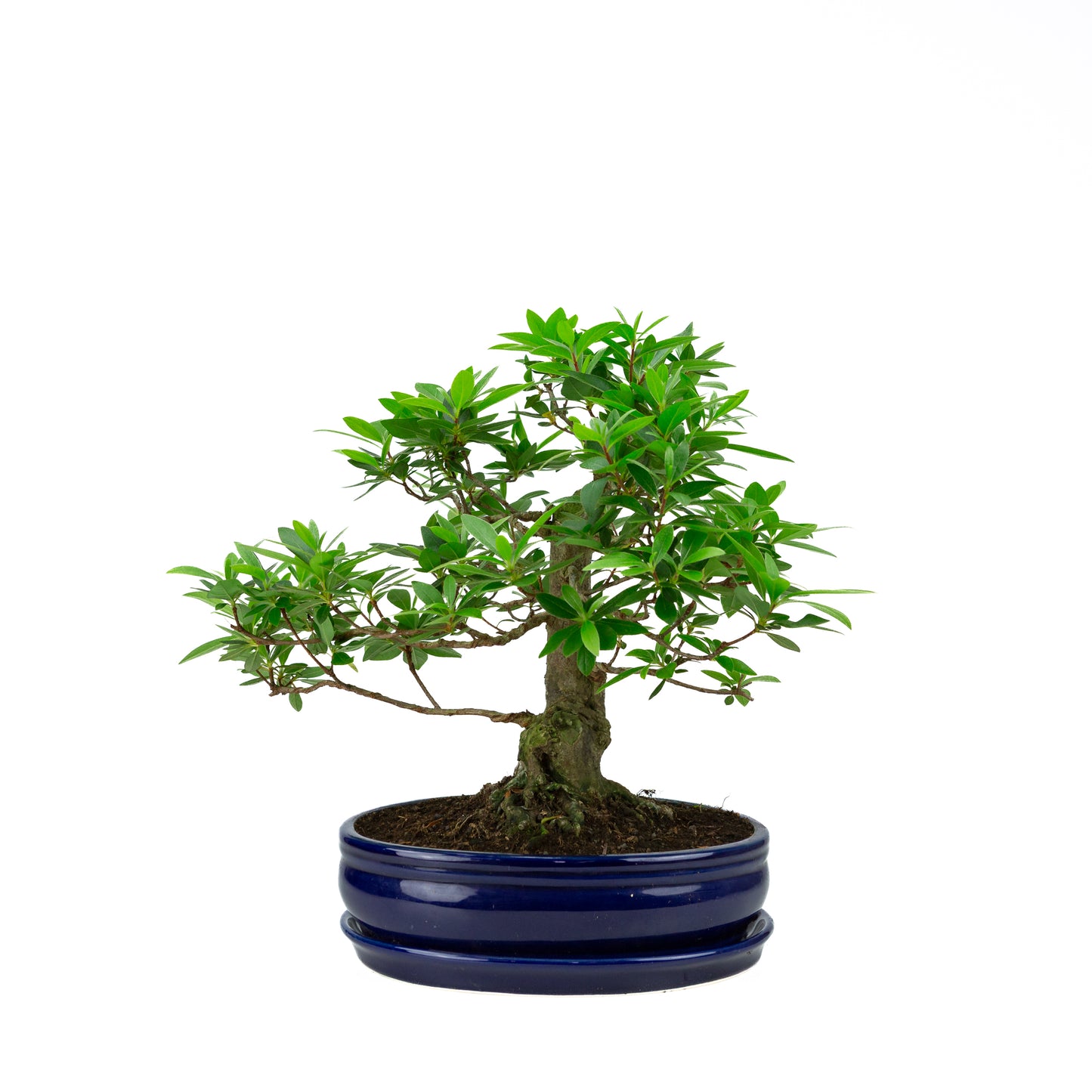 Buxus harlandii Bonsai in einer grünen Schale, 26 cm Durchmesser, Höhe ca. 46 cm