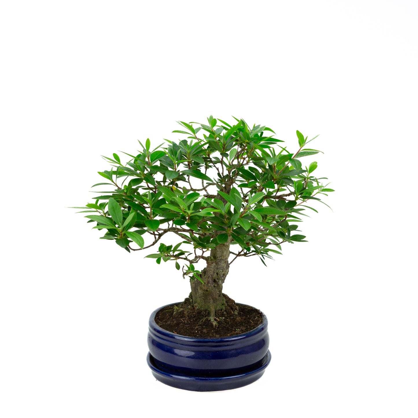 Buxus harlandii Bonsai in einer grünen Schale, 26 cm Durchmesser, Höhe ca. 46 cm