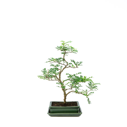 Zanthoxylum piperitum (peperboom), hoogte ~36cm