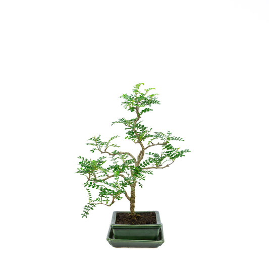 Zanthoxylum piperitum (peperboom), hoogte ~36cm