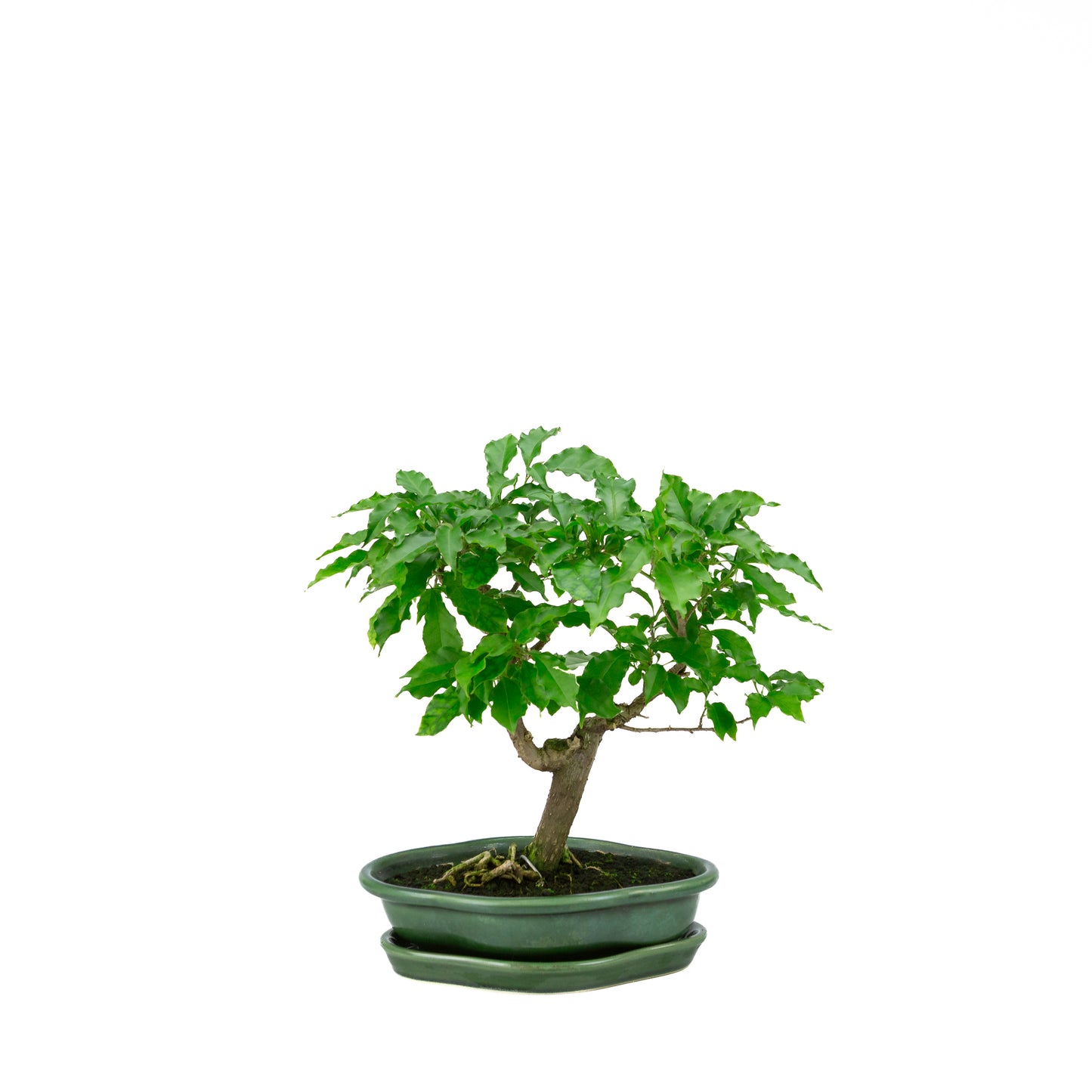 Bougainvillea glabra, Höhe ~28cm