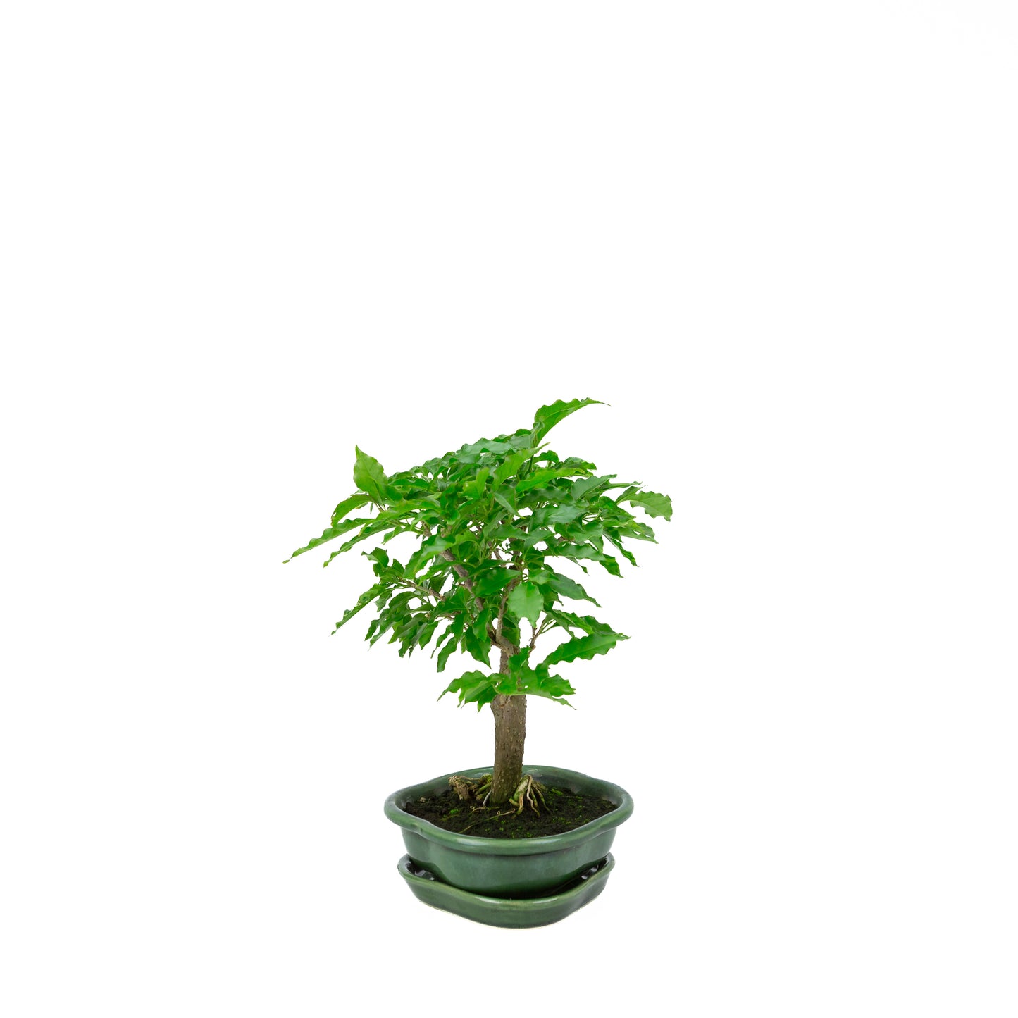 Bougainvillea glabra, Höhe ~28cm